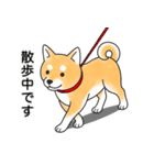 柴犬 (赤色)（個別スタンプ：13）