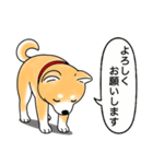 柴犬 (赤色)（個別スタンプ：14）