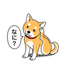 柴犬 (赤色)（個別スタンプ：15）