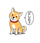 柴犬 (赤色)（個別スタンプ：16）