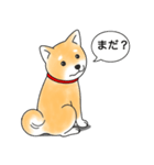 柴犬 (赤色)（個別スタンプ：17）