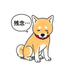柴犬 (赤色)（個別スタンプ：19）