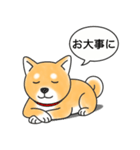 柴犬 (赤色)（個別スタンプ：22）