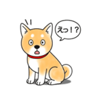 柴犬 (赤色)（個別スタンプ：23）