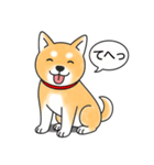 柴犬 (赤色)（個別スタンプ：24）