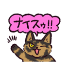 サビ猫です.（個別スタンプ：11）