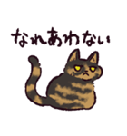 サビ猫です.（個別スタンプ：13）