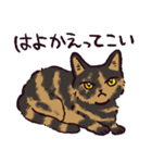 サビ猫です.（個別スタンプ：20）
