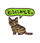 サビ猫です.（個別スタンプ：28）