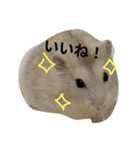 Myハムくんのスタンプ（個別スタンプ：4）