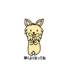 チワワのコハちゃん（個別スタンプ：12）