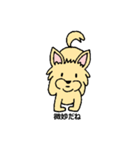 チワワのコハちゃん（個別スタンプ：13）