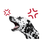 白黒ダルメシアンのごきげん日常（個別スタンプ：32）