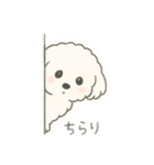 もふもふプードルくん<WH> と なかまたち（個別スタンプ：1）