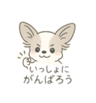 もふもふプードルくん<WH> と なかまたち（個別スタンプ：13）