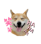 シバーギーの元気くん（個別スタンプ：1）