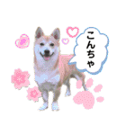 シバーギーの元気くん（個別スタンプ：3）