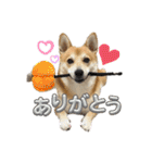 シバーギーの元気くん（個別スタンプ：6）