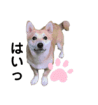シバーギーの元気くん（個別スタンプ：23）