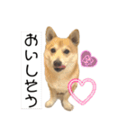 シバーギーの元気くん（個別スタンプ：31）