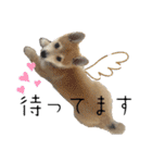 シバーギーの元気くん（個別スタンプ：38）