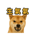 柴犬シリーズ〜第2弾〜（個別スタンプ：1）