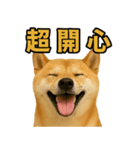 柴犬シリーズ〜第2弾〜（個別スタンプ：3）