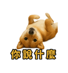 柴犬シリーズ〜第2弾〜（個別スタンプ：5）