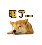 柴犬シリーズ〜第2弾〜（個別スタンプ：6）