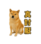 柴犬シリーズ〜第2弾〜（個別スタンプ：7）