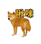 柴犬シリーズ〜第2弾〜（個別スタンプ：8）