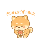 柴犬のしば太郎（個別スタンプ：20）