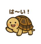 かわいいリクガメたちのスタンプ（個別スタンプ：1）