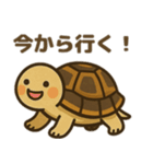 かわいいリクガメたちのスタンプ（個別スタンプ：5）