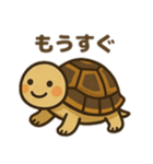 かわいいリクガメたちのスタンプ（個別スタンプ：6）