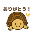 かわいいリクガメたちのスタンプ（個別スタンプ：24）