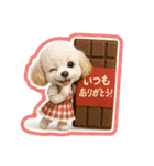 1年まるごと！トイプードルの行事スタンプ（個別スタンプ：14）