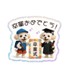 1年まるごと！トイプードルの行事スタンプ（個別スタンプ：17）