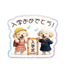 1年まるごと！トイプードルの行事スタンプ（個別スタンプ：18）