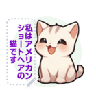 アメリカンショートヘア - 日常用語（J1）（個別スタンプ：1）