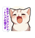 アメリカンショートヘア - 日常用語（J1）（個別スタンプ：6）
