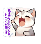 アメリカンショートヘア - 日常用語（J1）（個別スタンプ：7）