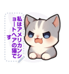 アメリカンショートヘア - 日常用語（J1）（個別スタンプ：16）