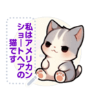 アメリカンショートヘア - 日常用語（J1）（個別スタンプ：19）