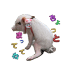 れっぷあ。（個別スタンプ：6）