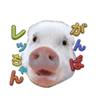 れっぷあ。（個別スタンプ：12）