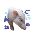 れっぷあ。（個別スタンプ：16）