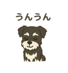 ミニチュアシュナウザー LUKE（個別スタンプ：6）