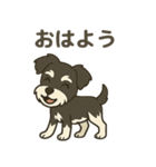 ミニチュアシュナウザー LUKE（個別スタンプ：11）
