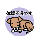 【レッド3】1年中使える♡パピーイタグレ（個別スタンプ：20）